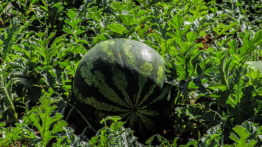 watermelon, plant, fruit, farm, agriculture, vegetable, food