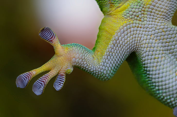 gecko, hand, sticky, nature, reptile, lizard, animal