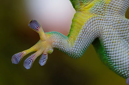 Gecko, mano, appiccicoso, natura, rettile, lucertola, animale