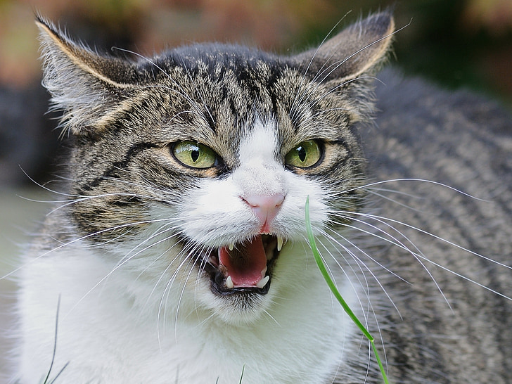 con mèo, feuler, tức giận, sự tức giận, mèo, động vật