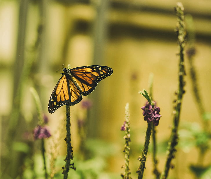 butterfly, flowers, insect, nature, plant, butterfly - Insect, summer