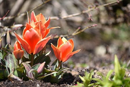 tulipanes, flores, flor, floración, rojo anaranjado, planta, flor de primavera