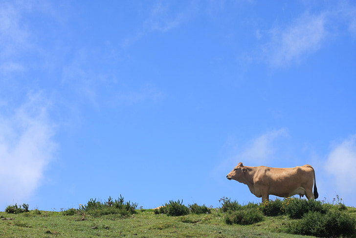 peisaj, COA, vacă, cer, natura, Asturias