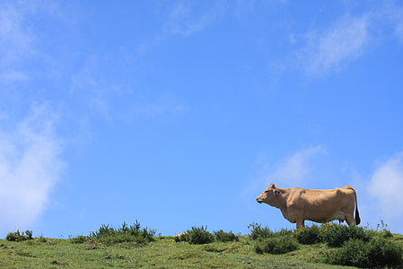 manzara, COA, inek, gökyüzü, doğa, Asturias