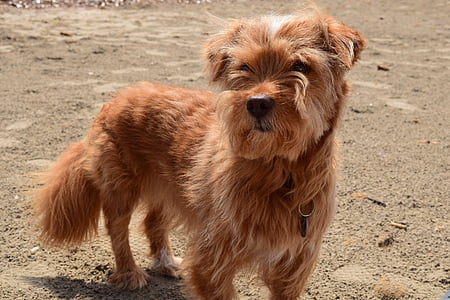 šuo, mažas šuo, atostogų, šuo paplūdimyje, paplūdimys, šuo atostogauti, hibridas