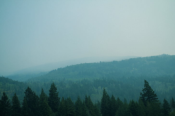 dày đặc, rừng, màu xanh lá cây, cây thông, cây, sương mù, bầu trời