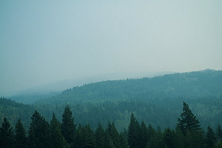 denso, bosque, verde, pino, árboles, hay niebla, cielo