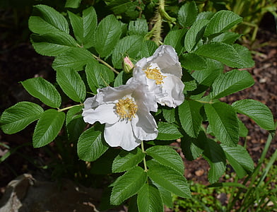 blassesten rosa Rosen, Rugosa rose, hellrosa, Blume, Blüte, Bloom, Knospe