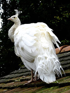 peacock, white, plumage, bird, nature, animal, feather