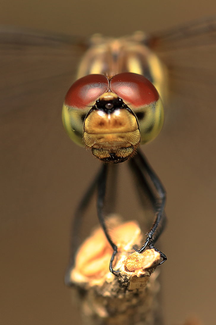 Dragonfly, Dragonfly silmät, hyönteiset, punainen sudenkorento, kiinnitettävä, makro, yhdiste silmät