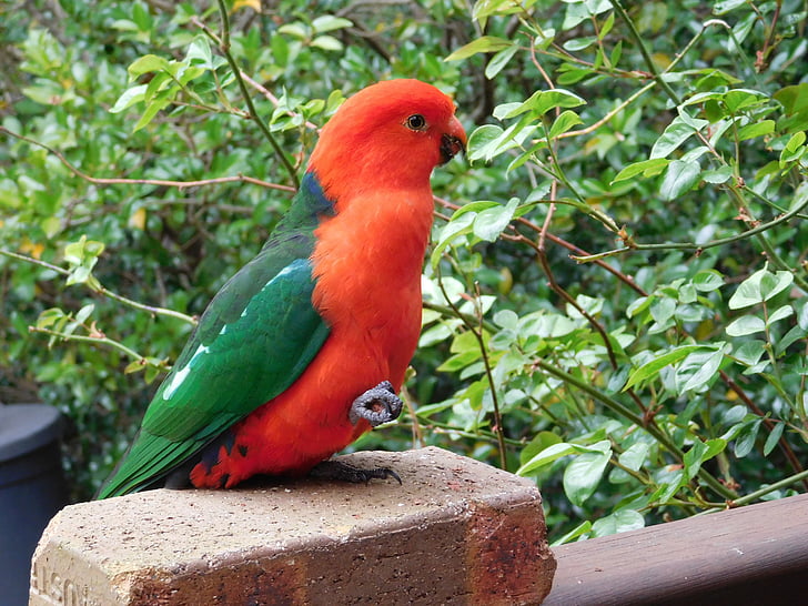 papegøje, King-papegøje, Australien, mand