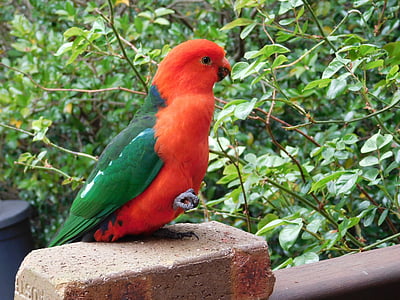 Papoušek, Papoušek královský, Austrálie, muž