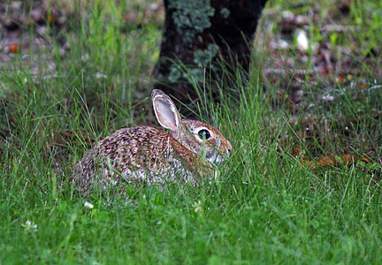 小兔子, 兔子, 自然, 野兔, 动物, 可爱, 复活节