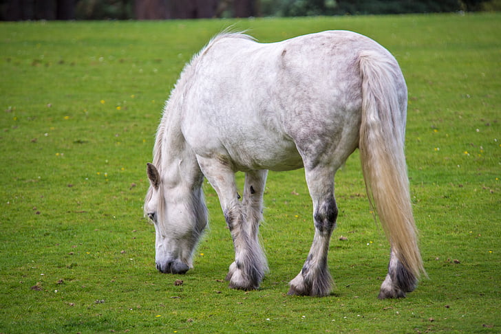 cavalo branco, cavalo, grama, verde, plano de fundo, beleza, retrato