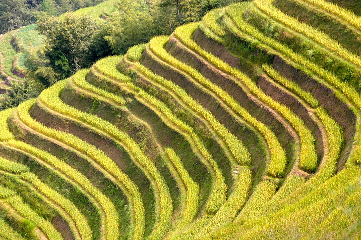 arroz, plantação de, plantações de arroz, campos de arroz, Ásia, paisagem, campo