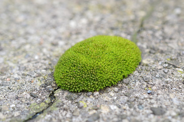 Moss, textura, verde, roca, Ruta de acceso, antiguo, color verde
