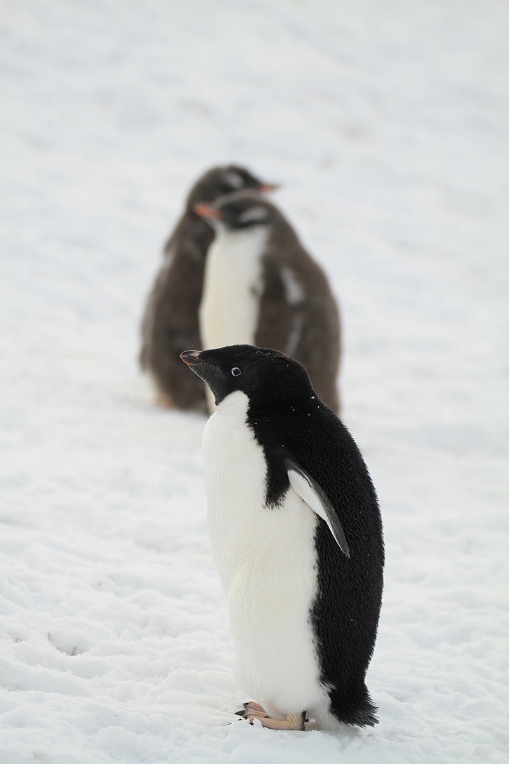 penguin, antarctica, small animals