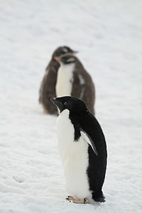 Пингвин, Антарктида, мелких животных