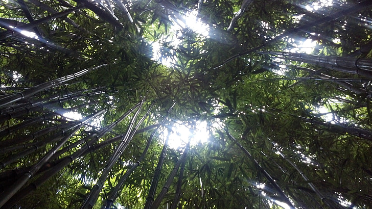 bambuskog, Maui, Hawaii, djungel, Bamboo, skogen, Tropical
