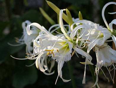 błonczatka, hymenocallis, 하얀, 흰색 꽃, ismena, 구 근 식물, ГИМЕНОКАЛЛИС