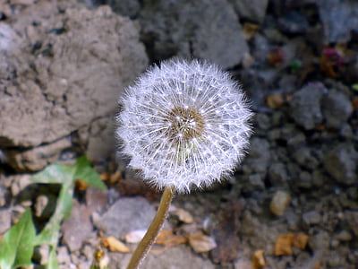 dandelion, light, white, seed, flower