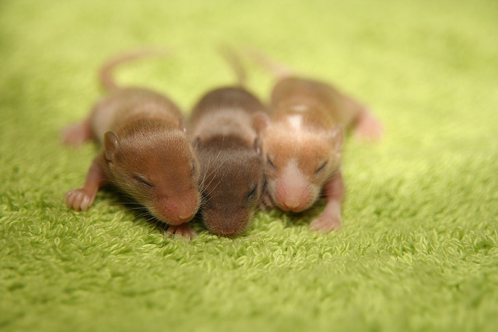 ratolí, ratolí de color, nadó, nou, animal jove, valent, domesticar