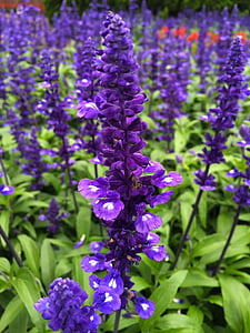 blue sage, blue-violet, flowers, otsu park, grass, otsu, yokosuka