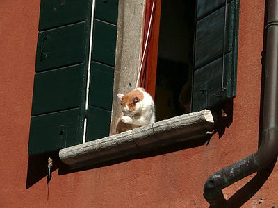 cat, windowsill, window, animal, pet, home, house