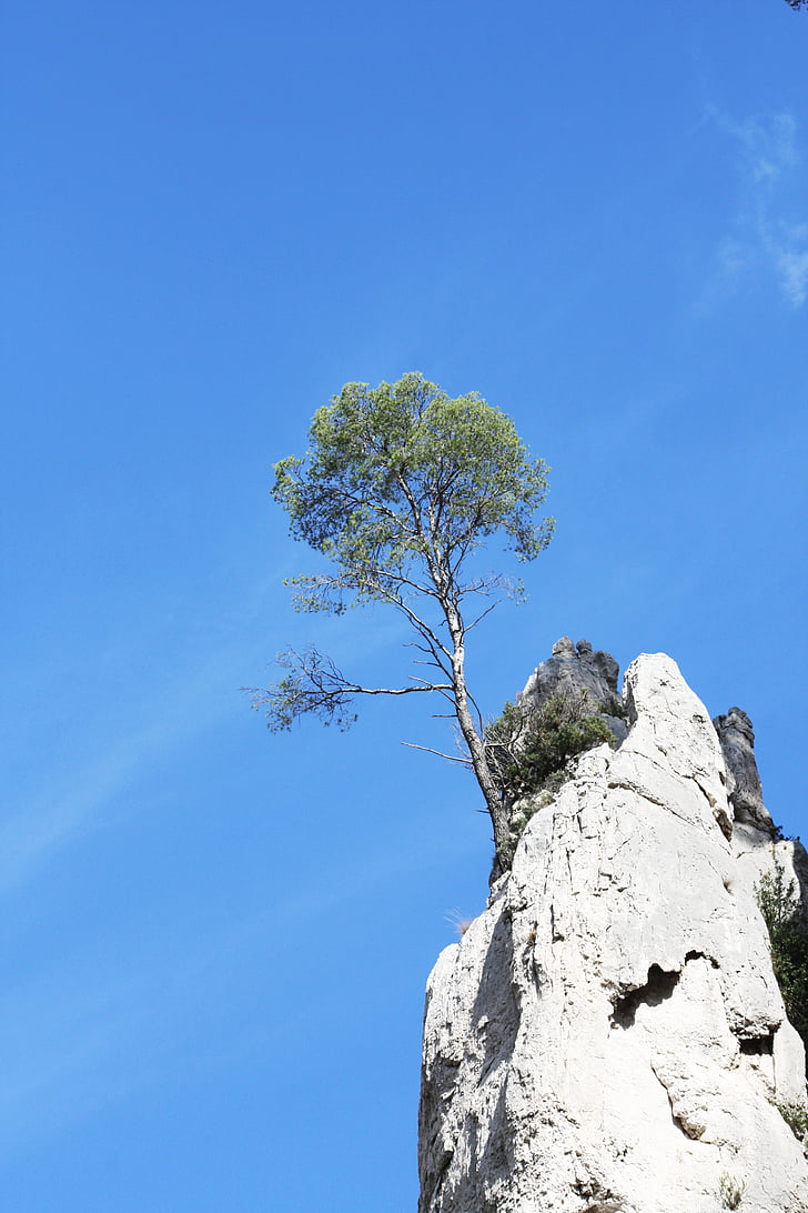 arbre, cales, Marsella, sud de França, Provença, Mar