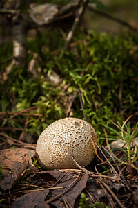 mushrooms, forest, autumn, bronze, litter, dogs, fuzz-ball