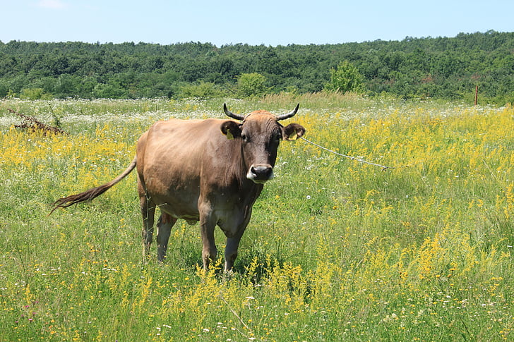 cows, eating, female, flowers, grass, grazing, green