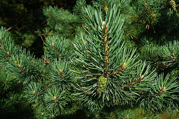 pine, needles, macro, cone, unripe, branch, forest