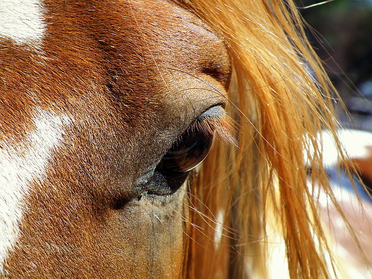 hest, øje, hoved, ansigt, close-up, Mare, Equestrian