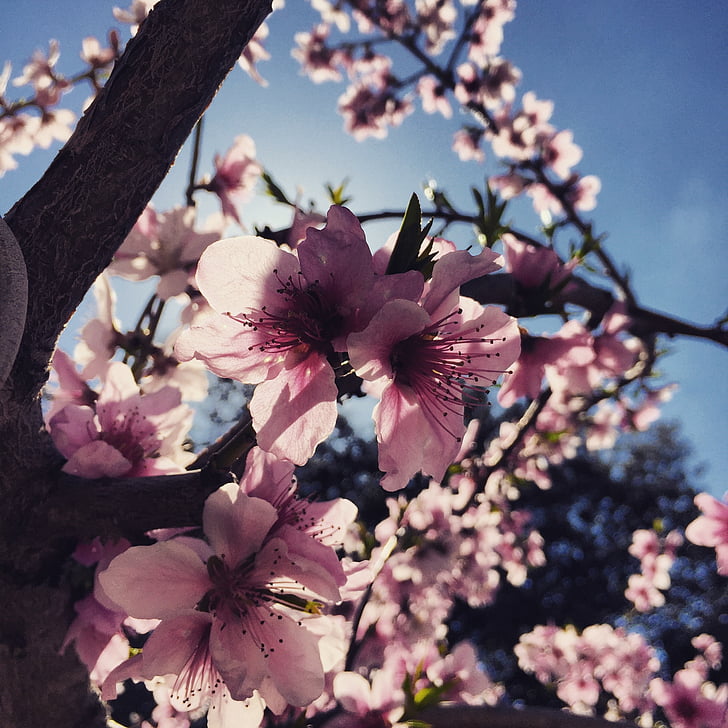 pavasarį, migdolo medis, Gamta, gėlė, gėlės, medis, migdolai