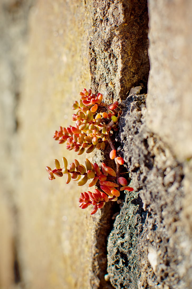 stonecrop alpina, Sedum alpestre, stonecrop, suculentas, família Stonecrop, coluna de parede, vermelho