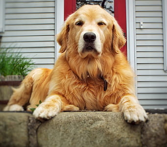 anjing, Golden retriever, beristirahat, potret, musim dingin, anjing, perhatian