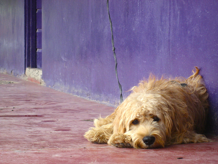 dog, color, puppy, sad, purple, pet, pup