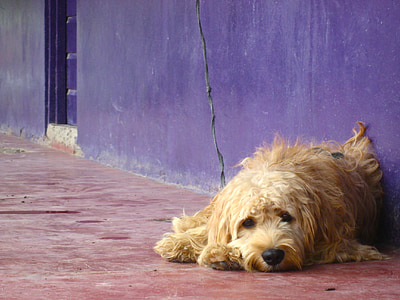 狗, 颜色, 小狗, 悲伤, 紫色, 宠物, 小狗