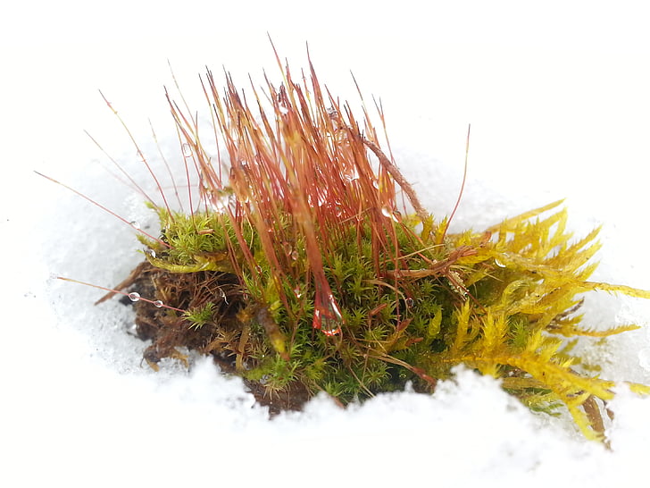 Moss, zăpadă, peşte, rece, iarna, natura