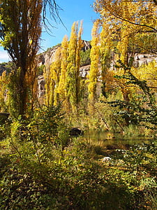 efterår, floden, popler, landskab, frodige, træer, efteråret skov