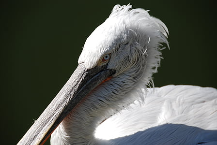 Pelikan, uccello acquatico, animale, chiudere, uccello, vista