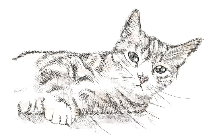 cat, kitten, perokresba, drawing