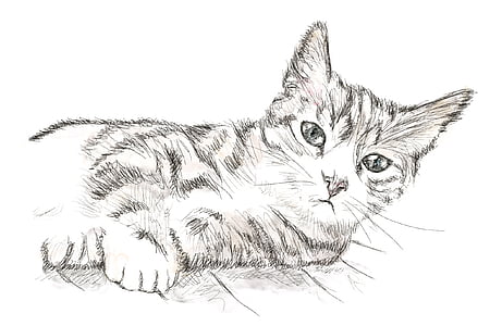 mačka, mačiatko, perokresba, Kreslenie