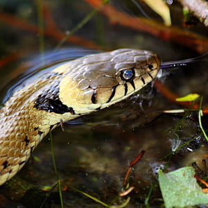serpente, Broads, Norfolk, natura, rettile