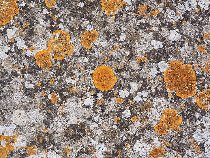 stone, weave, orange, ordinary gelbflechte, xanthoria parietina, leaf shaped lichen, broad lobed leaf braid