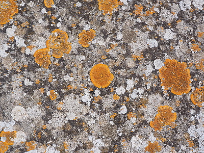pietra, tessere, arancio, gelbflechte ordinaria, Xanthoria parietina, foglia a forma di lichene, treccia di foglia larga Lobato