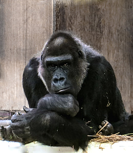 gorilla, monkey, ape, black, dominant, silverback, thinking