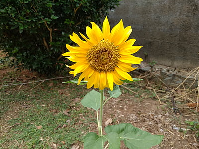 floarea-soarelui, splendoarea, singur, galben