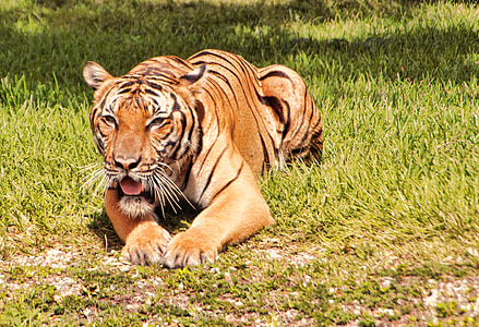 Tiger, Bengal Tiger, Katze, große, schöne, Zoo, Gefangenschaft