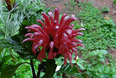 Rosa jacobinia, plomall brasiler, Corona de rei, flor de plomall, Justicia carnea, Acanthaceae, l'Índia